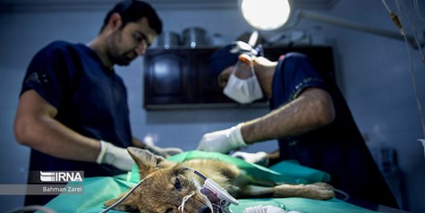 گزارش تصویری - بیمارستان حیوانات 